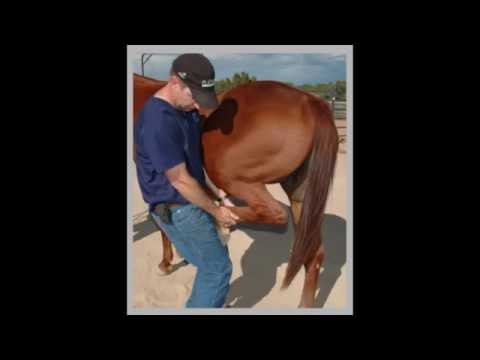 Horse Side Vet Guide Video