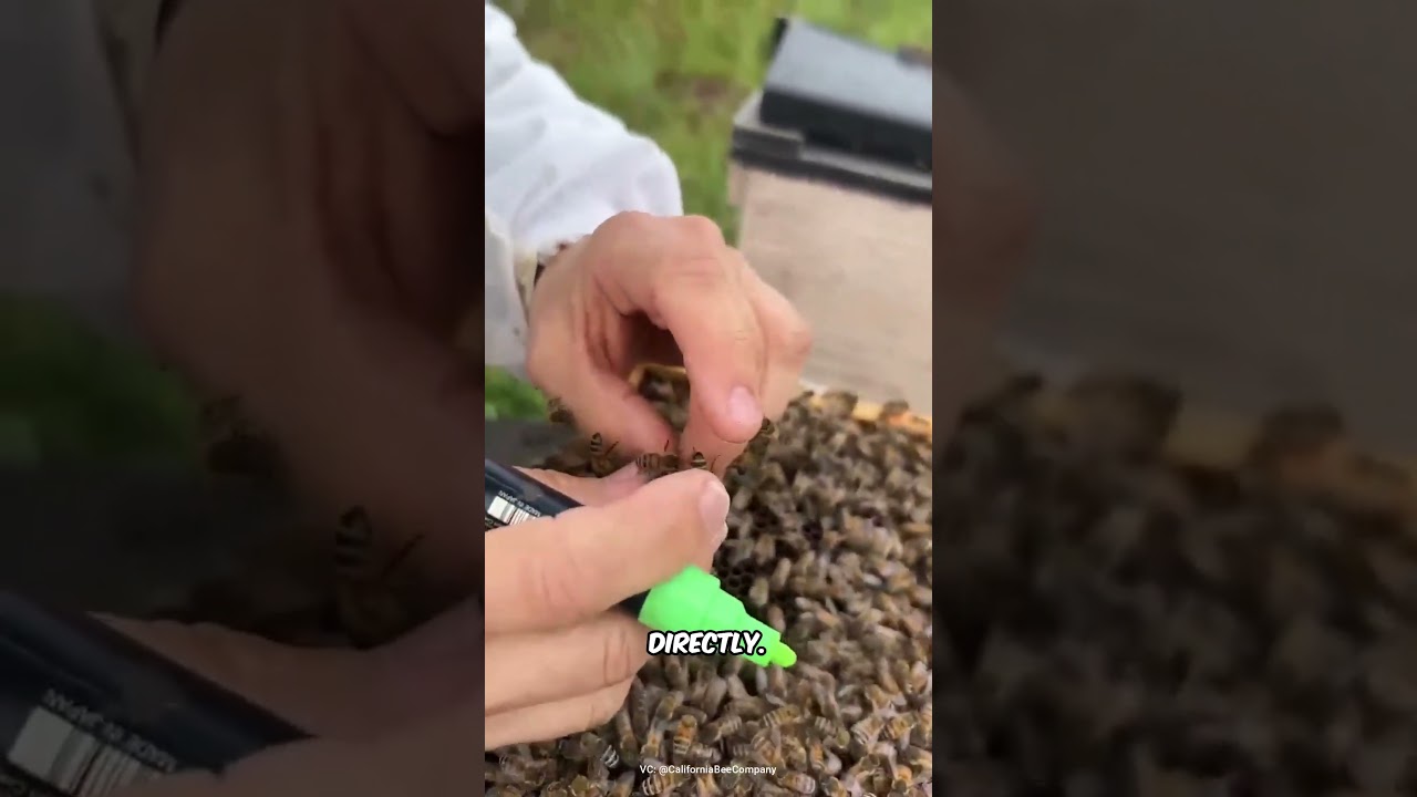 Why beekeepers cage queen bee