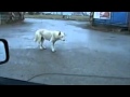 Electro Dog 