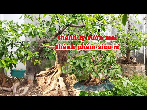 Phôi Mai Vàng Mài Xù Thành Phẩm Siêu Rẻ 0933134529 Khang   | Tứ Qúy Miệt Vườn