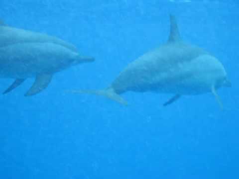 Dolphins Reproduction and Love Parade 3