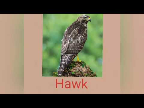 Name's of birds | chami's English room