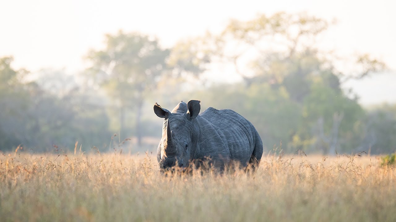 Bush Walk | Rhino Tracking
