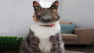 Я РЖАЛ ПОЛ ЧАСА / СМЕШНЫЕ ЖИВОТНЫЕ , КОТЫ СОБАКИ И ДРУГИЕ