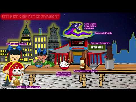 Short story: Bacillus cereus