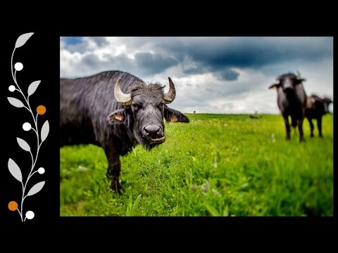 Barozda-Bodzafa-Venyige - Szenterzsébeti székely táncrend - Keserves és verbunk