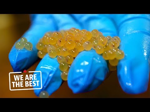 Arctic char eggs from Whitehorse, a guarantee of quality for fish farmers | We Are the Best