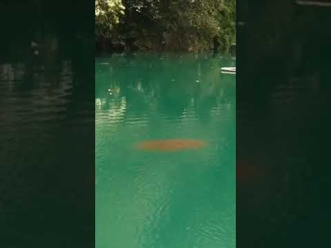 日月潭魚虎球延遲2個月現蹤  南投縣府展開移除[影]