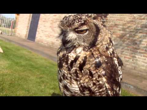 Bubo africanus — Spotted Eagle Owl drinking