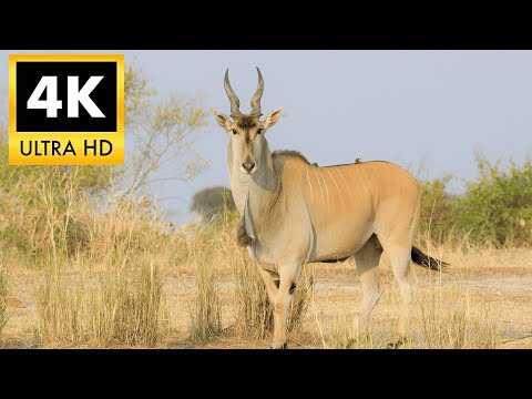 ELAND 4K HDR: The World’s Largest Antelope in Cinematic Ultra HD | 4K HDR TV Demo