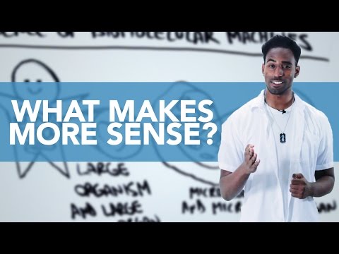 What Makes More Sense: Creation or Evolution? | IMPACT Special