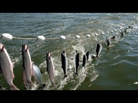 Everyone should watch this Fishermen's video - Amazing Automatic Net Fishing Line Catching Big Fish