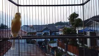 Download lagu Kenari isian Pelatuk x Murai Air | SUARA JERNIH !! mp3