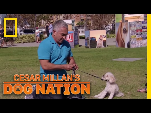 Correcting the Nervous Energy | Cesar Millan's Dog Nation