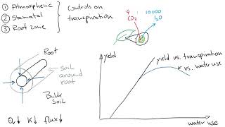 Plant Water Uptake and the Soil-Plant-Atmosphere Continuum