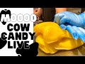 Mooo cows! Sticky Candy-Makers Live!