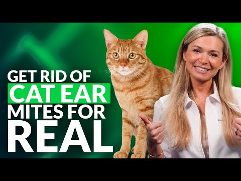 Best Home Remedies For Ear Mites In Cats