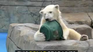 Polar Bear Cup Wears Bucket As A Helmet