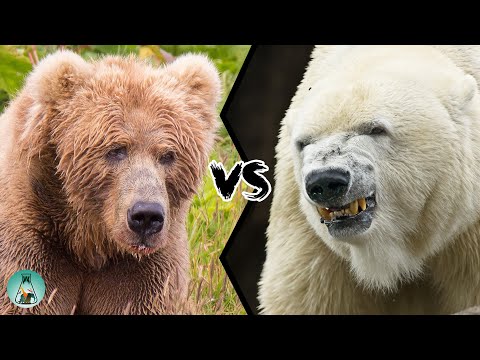 KODIAK BEAR VS POLAR BEAR - Who would win this fight?