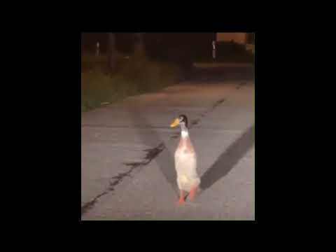 DAY 6 #shorts #poland #bober #kurwa #freddyfazbear #polish #funny #memes #viral #popular