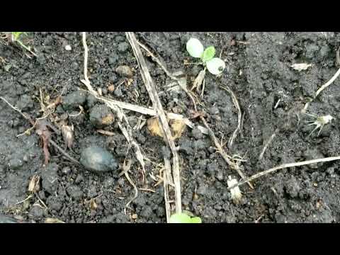 園芸 一年生のガイラルディア、ペイントされたガイラルディア