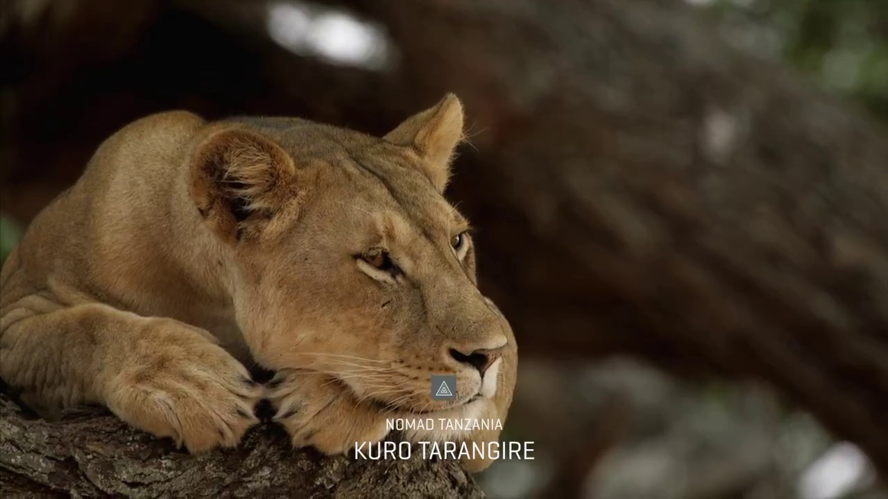 Kuro Tarangire video
