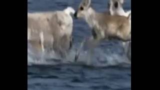 Risveglio - Le Orme - Album "Elementi"... Anno 2001... La Terra...