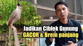 Download lagu The surefire way to make CIBLEK GUNUNG sing with this technique so that the brem lasts longer mp3 Download lagu The surefire way to make CIBLEK GUNUNG sing with this technique so that the brem lasts longer mp3