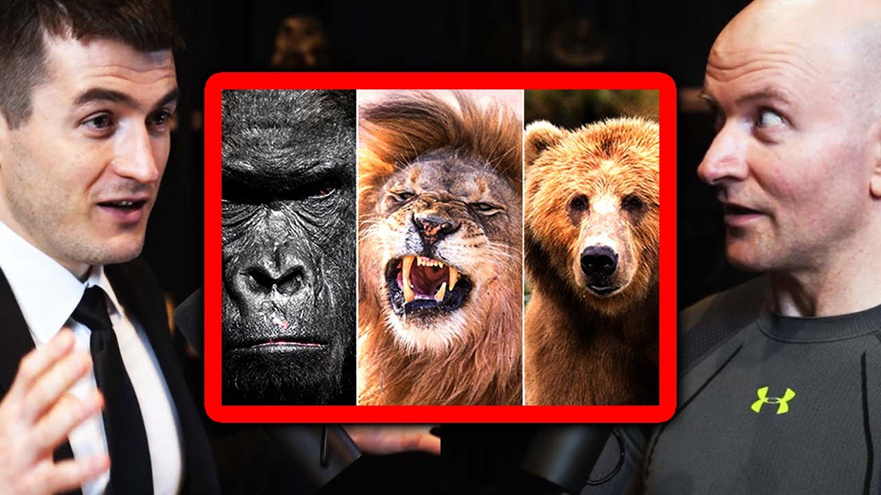 Gorilla vs Lion vs Bear: Who Wins? | John Danaher and Lex Fridman