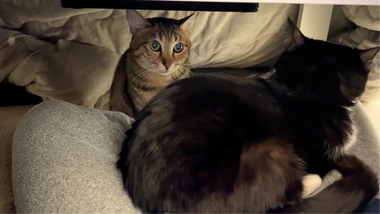 ちょっと離れた隙に特等席（膝の上）を取られてあからさまに悲しむ猫