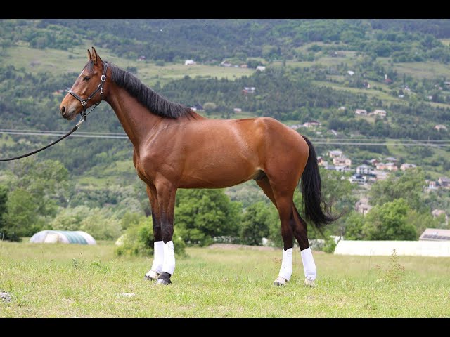 Hongre - Selle Fran&ccedil;ais- 6 ans - CSO / Loisirs - France