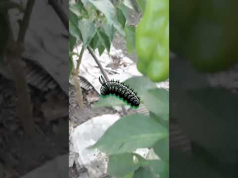 ナメクジやカタツムリを撃退するニンニクバリア