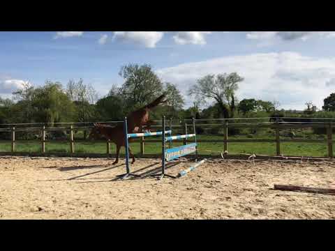 2017 gelding by Iceman de Muze