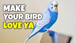Proven Ways to Make Your Bird Love You | Compilation