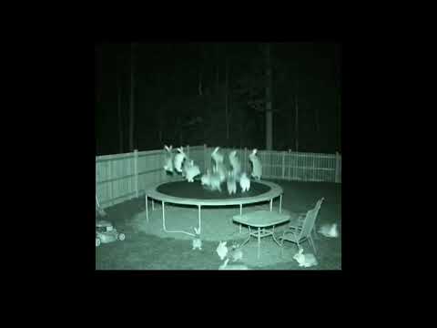 COME ON 🥵#edit#shorts#подпишись#batute#animals#jump#bear#rabbit#munki#phonk#trollface