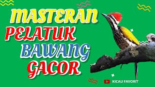 Download lagu Blur 10 Masteran Burung Pelatuk Bawang 100% Langsung Gacor Full Jernih - Kicau Favorit mp3