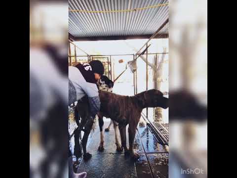 Sperm collection on male Great Dane ( high speed video)