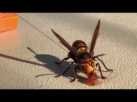 Tracking murder hornets as they move into the West Coast