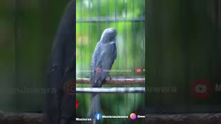 Download lagu Suara Sikatan Londo Srigunting Abu Abu Gacor Belajar Bunyi mp3 Download lagu Suara Sikatan Londo Srigunting Abu Abu Gacor Belajar Bunyi mp3