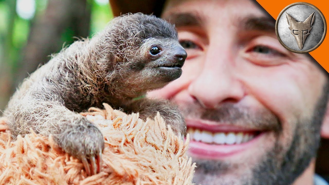 Best Animal Videos of 2017!