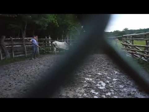 ganadiando en la finca las brisas