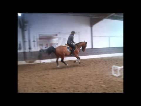 QUE-SERA 10j. Wall. Springen Kl. M platziert  VB 12.000,- Euro