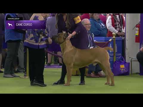 Cane Corso | Breed Judging 2025