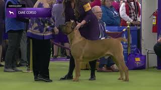 Melihat Cane Corso dalam Kompetisi Westminster Dog Show 2025