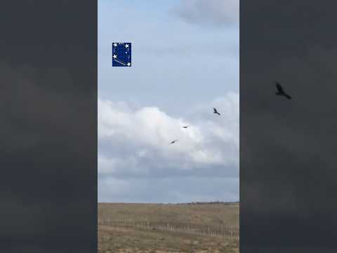CÓNDORES EN LA RUTA 9