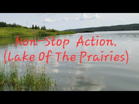 Non-Stop Action.(Lake Of The Prairies)