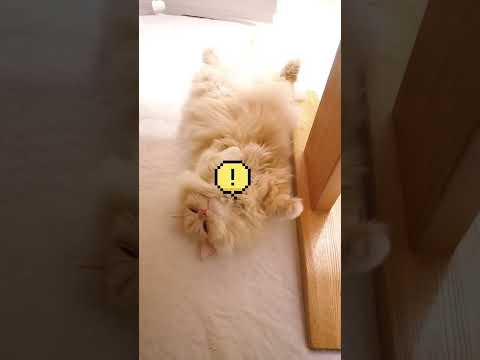 猫にもへそはありますか?