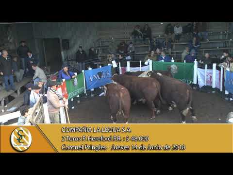 14-06-18 Venta de Toros P.C. y P.R. - Compañia La Legua S.A. - Coronel Pringles.
