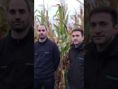 CÓRDOBA 🇦🇷 Participamos de la jornada "Punto NK" en Sinsacate, organizada por distribuidor GRAIN