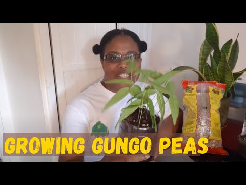 , title : 'Growing Gungo Peas (Pigeon Peas)'